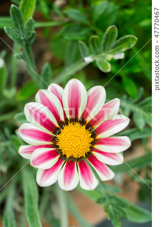 White african daisy with purple stripes in garden. White african daisy with purple stripes in garden. 47770467