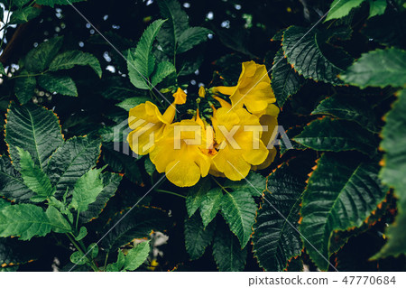 Yellow flowers of the trumpet vine 47770684