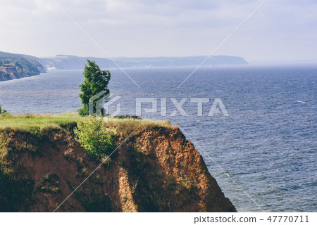 Lonely tree on cliff Lonely tree on cliff 47770711