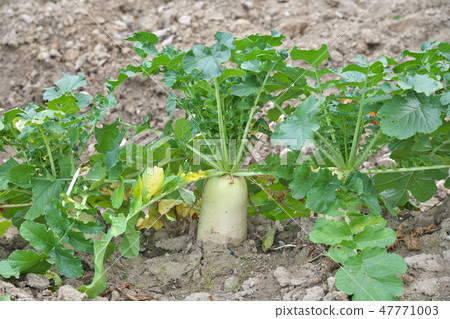 Radish field Radish field 47771003