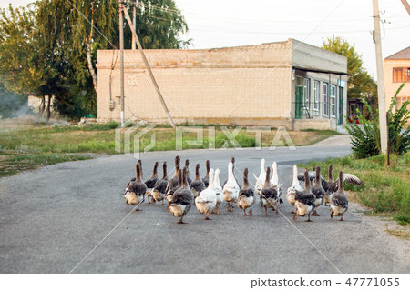 Flock of white and grey domestic geese walking along asphalt road at village or small town Flock of white and grey domestic geese walking along asphalt road at village or small town 47771055