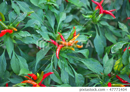  Red peppers 47771404