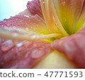 Interior view of a pink flower with waterdrops 47771593