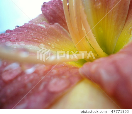Interior view of a pink flower with waterdrops Interior view of a pink flower with waterdrops 47771593