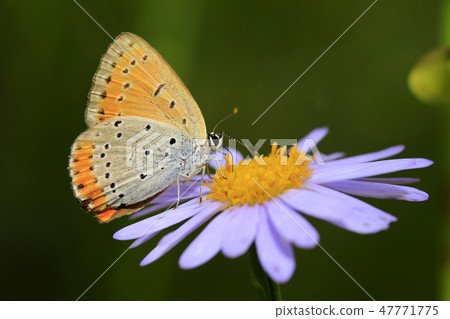 蝴蝶和Twiggy 47771775