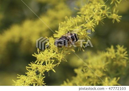 Kigoshihanaabu 47772103