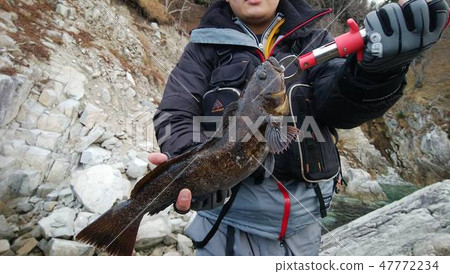 Ainame fishing rock fish Ainame fishing rock fish 47772234