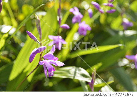 Silane flower 47772672