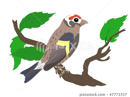 goldfinch animal simply 47773357