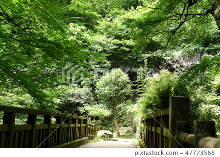 Oyama Gakuzaki Fresh green 47773568