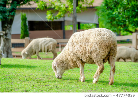 Sheep on green grass field in farm house. Sheep on green grass field in farm house. 47774059