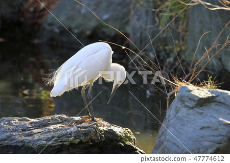 Kosagi尋找食物 47774612