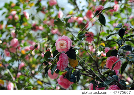 Senjo Camellia-2 47775607