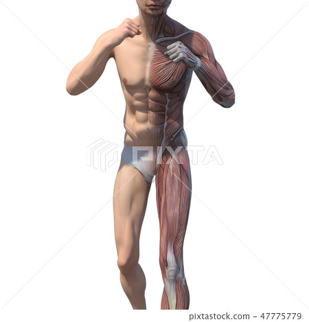 Male anatomy muscle 3DCG illustration material Male anatomy muscle 3DCG illustration material 47775779