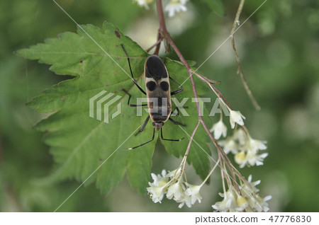 White-faced bug White-faced bug 47776830
