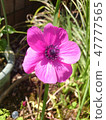 Pink anemone 47777565