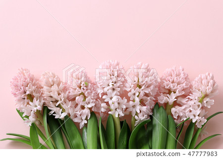 Hyacinth 47777983
