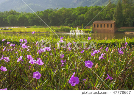 Beautiful pinky flowers in outdoor garden. Beautiful pinky flowers in outdoor garden. 47778667