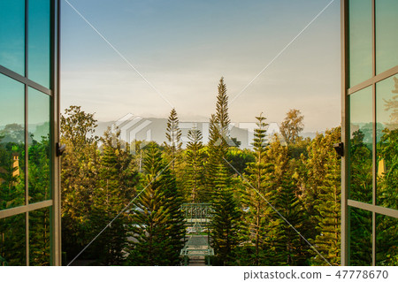 Green pine trees throughout from opened window. Green pine trees throughout from opened window. 47778670