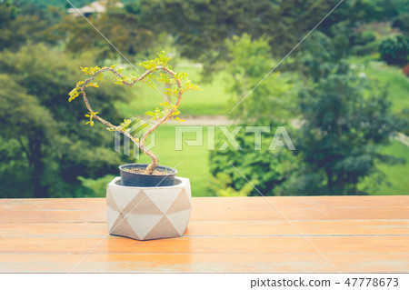 Small green tree in shape of heart. Small green tree in shape of heart. 47778673