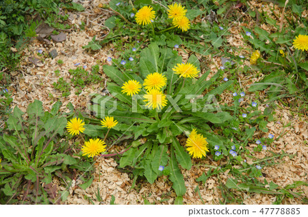 Dandelion dandelion dandelion Dandelion dandelion dandelion 47778885