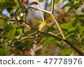 White-eye 47778976
