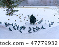 A man is feeding doves and ducks on  frozen river  47779932