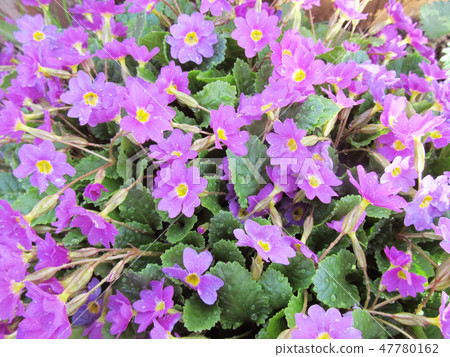 Purple flowers in the garden. Natural background Purple flowers in the garden. Natural background 47780162