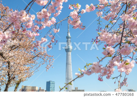 春天隅田公園和東京天空樹的櫻花 47780168