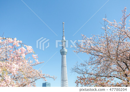 Spring Tokyo Sky Tree and Sakura Sumida Park 47780204