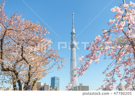 春天東京天空樹和佐倉隅田公園 47780205
