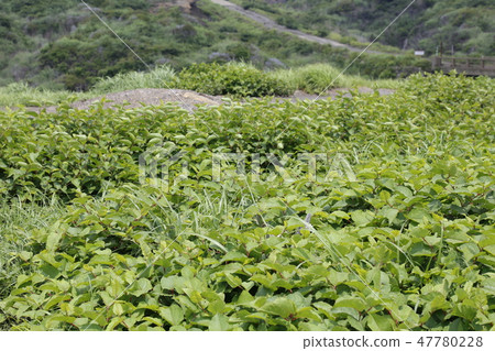 Mt. Aso Mt. Minamiaso Village Kyushu 47780228
