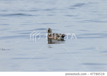 American hedori American hedori 47780519