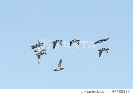 一隻麻雀 47780553