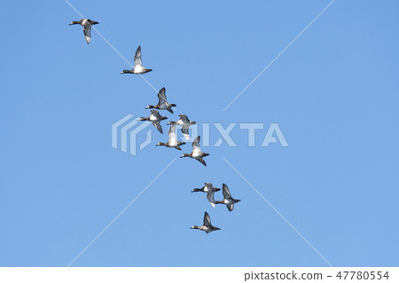 一隻麻雀 47780554