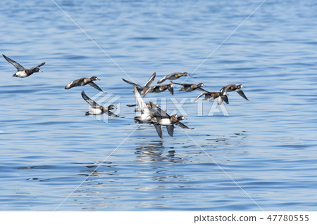 一隻麻雀 一隻麻雀 47780555