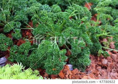 Curly parsley growing in the garden. Curly parsley growing in the garden. 47780922