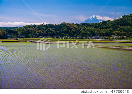(靜岡縣)從Tanna山穀種植水稻的富士山 (靜岡縣)從Tanna山穀種植水稻的富士山 47780948