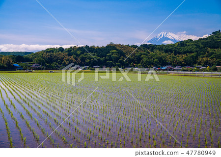 (靜岡縣)從Tanna山穀種植水稻的富士山 (靜岡縣)從Tanna山穀種植水稻的富士山 47780949