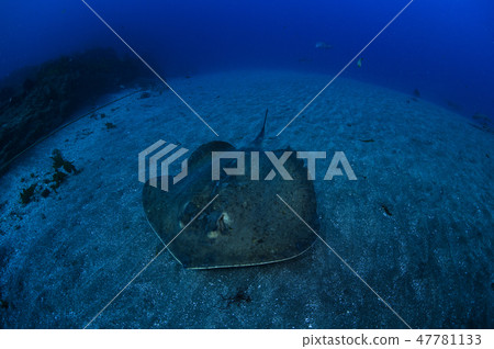 Ray sting swimming under the seabed of sand 47781133