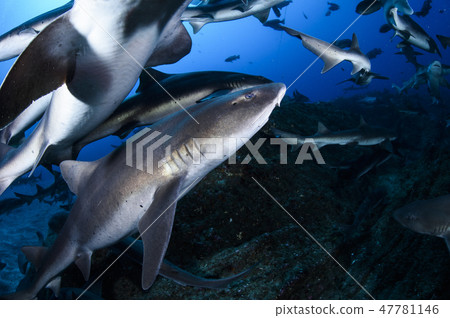 一群鯊魚在海裡游泳 一群鯊魚在海裡游泳 47781146
