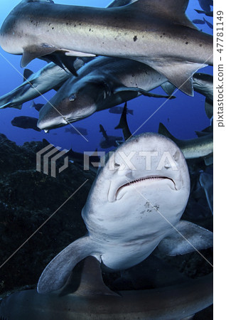 A group of sharks swimming in the sea A group of sharks swimming in the sea 47781149