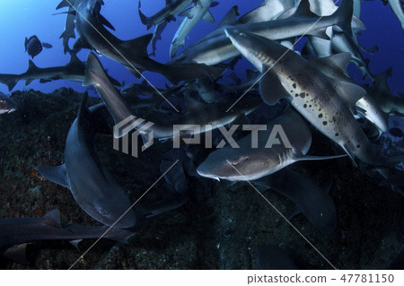 一群鯊魚在海裡游泳 一群鯊魚在海裡游泳 47781150