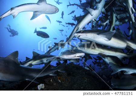 一群鯊魚在海裡游泳 一群鯊魚在海裡游泳 47781151