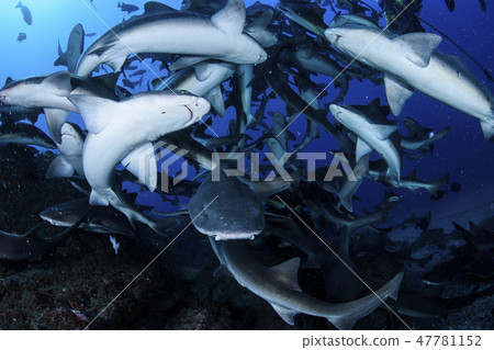 A group of sharks swimming in the sea A group of sharks swimming in the sea 47781152