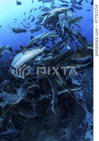 A group of sharks swimming in the sea A group of sharks swimming in the sea 47781154