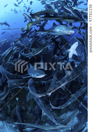 A group of sharks swimming in the sea A group of sharks swimming in the sea 47781156