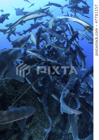 一群鯊魚在海裡游泳 47781157