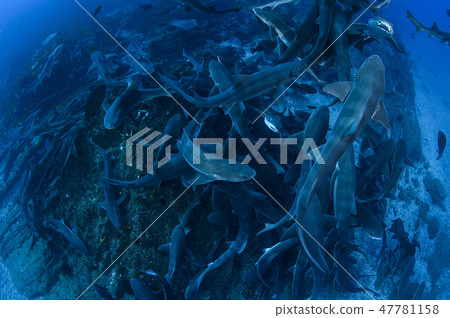 一群鯊魚在海裡游泳 一群鯊魚在海裡游泳 47781158