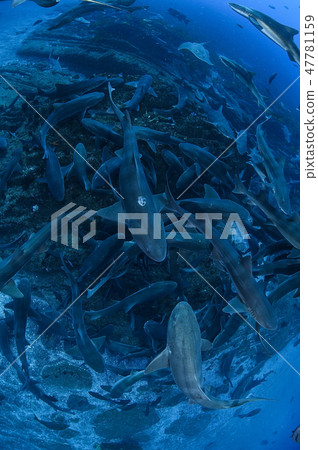 一群鯊魚在海裡游泳 一群鯊魚在海裡游泳 47781159